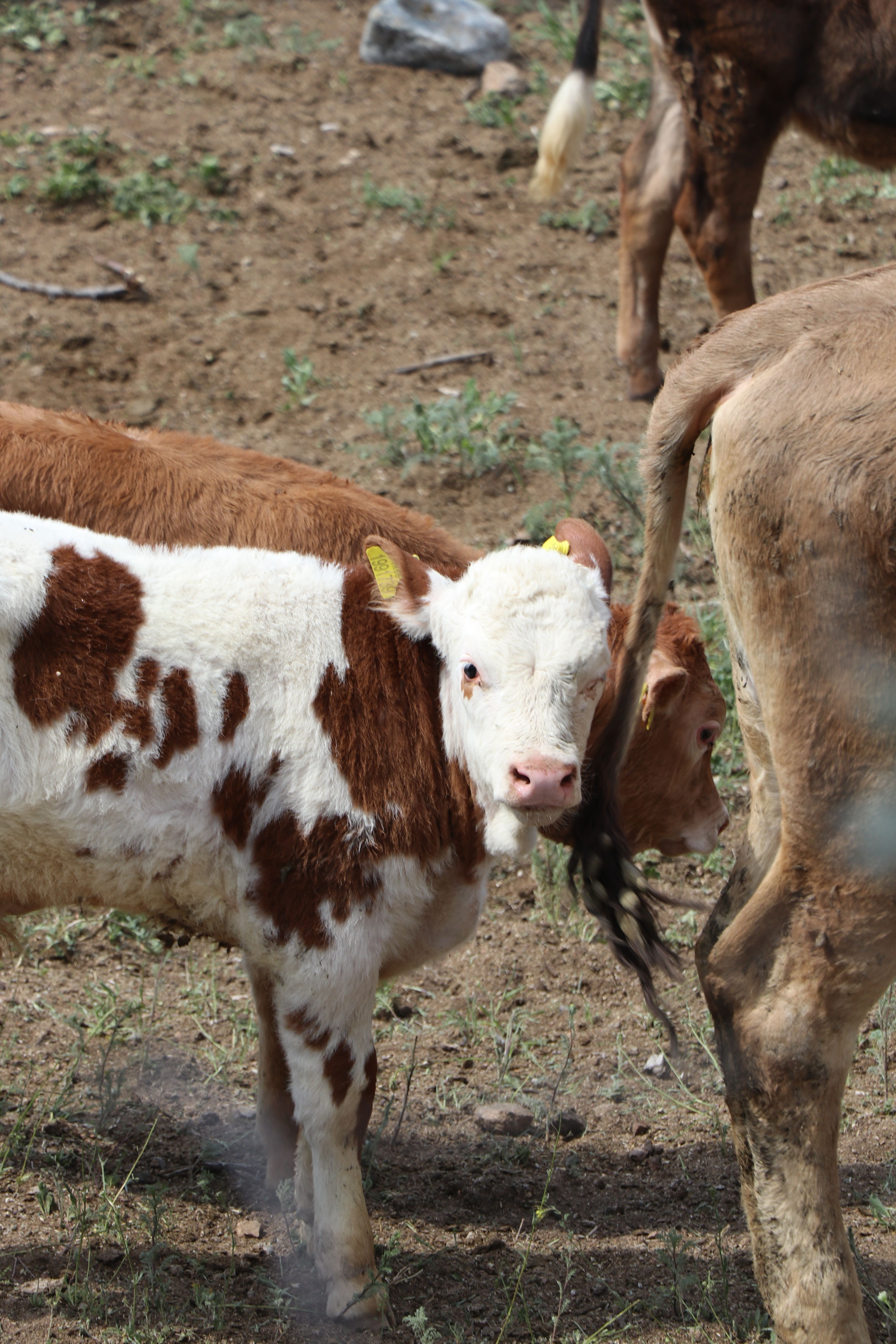 Livestock in a pastoral setting in northern Kenya