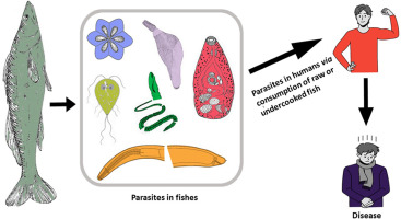 Fish-borne zoonotic parasitic infections research